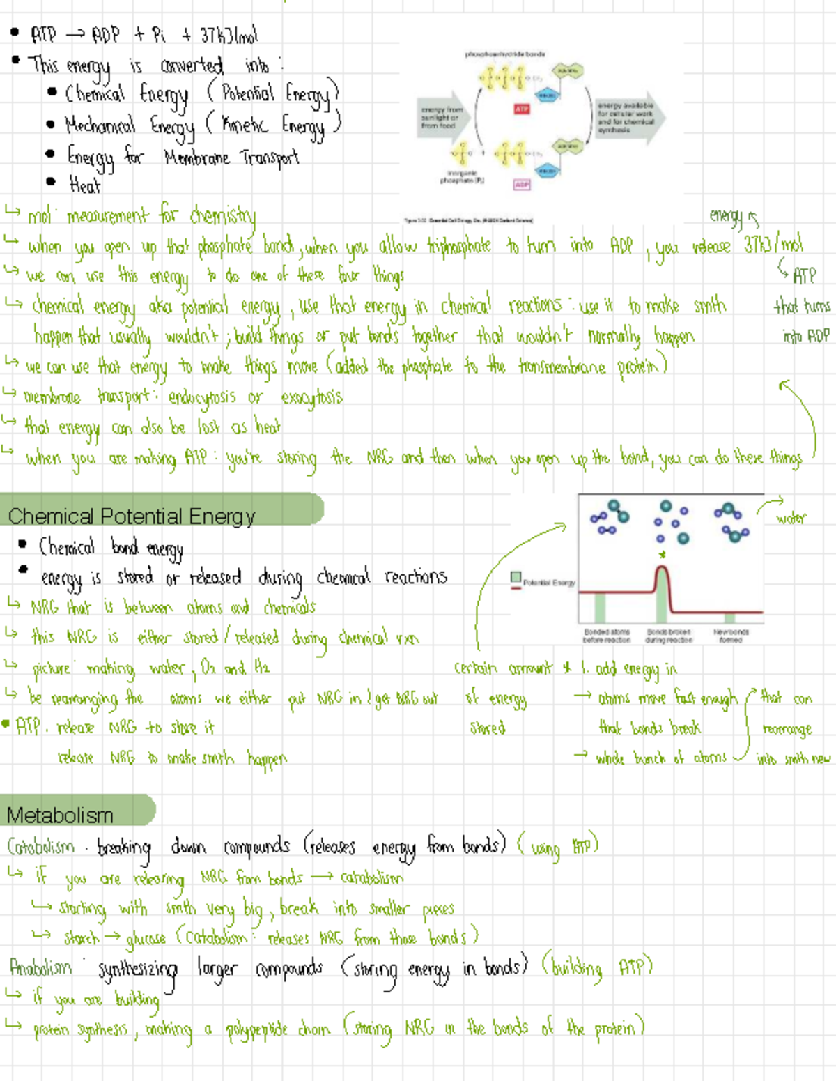Metabolism Notes (ATD): Chemical & Mechanical Energy Concepts - Studocu