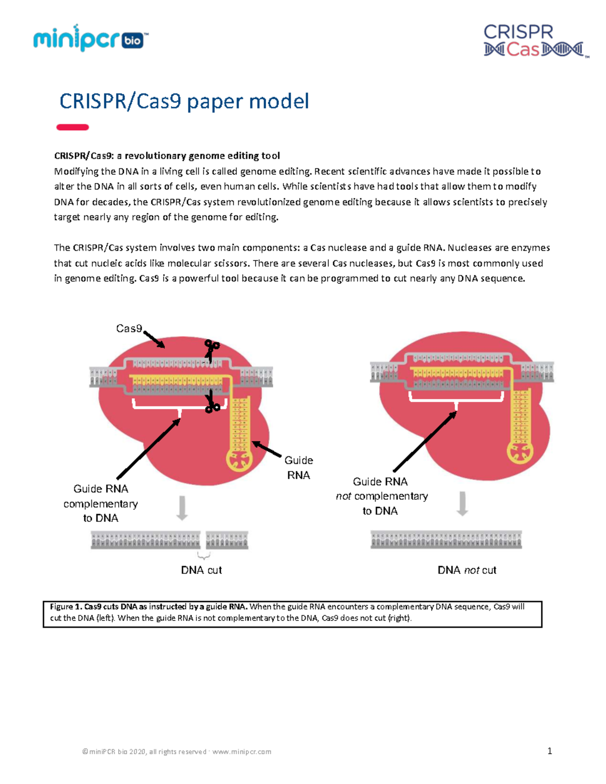 Bio 2020: CRISPR-Cas9 - A Revolutionary Genome Editing Tool - Studocu