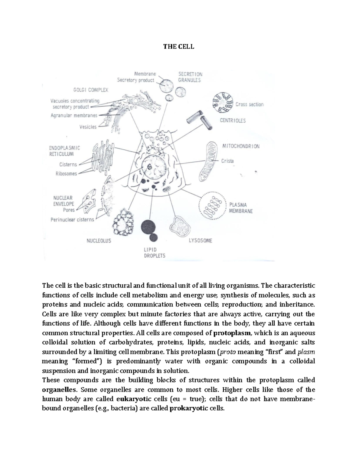 Cell and Epithelium Notes (BIO 101) - Studocu