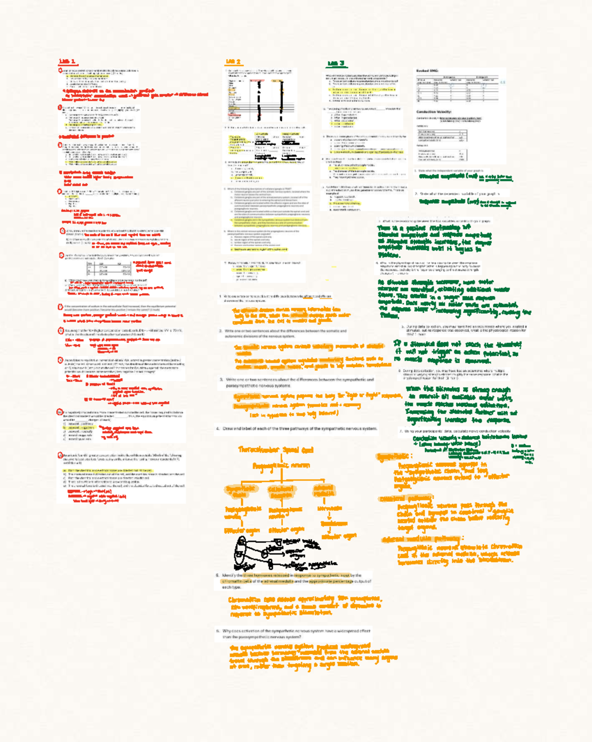 Physiology LAB Midterm Review Notes - Studocu