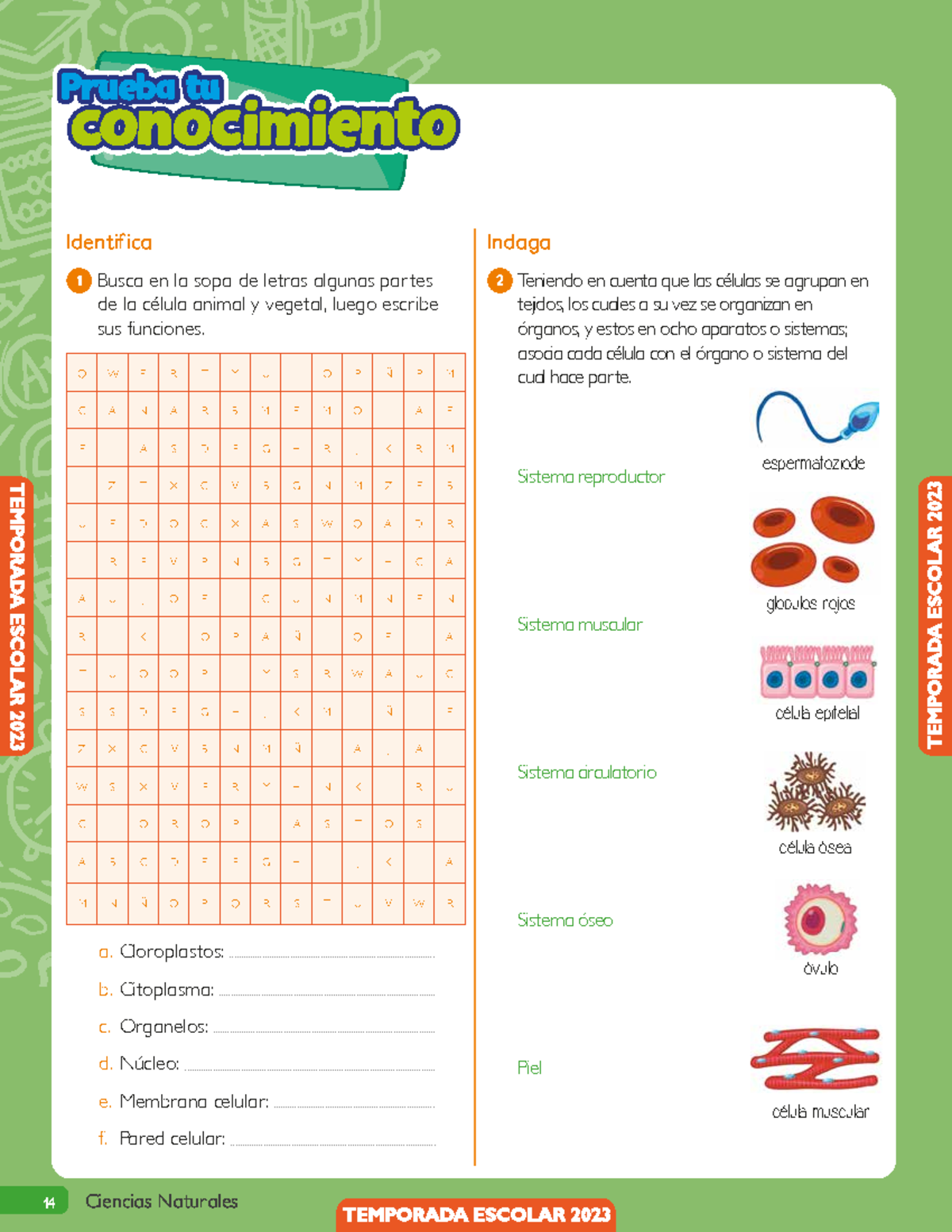 Taller #1: Células - Celular Structure & Function in Spanish & English ...