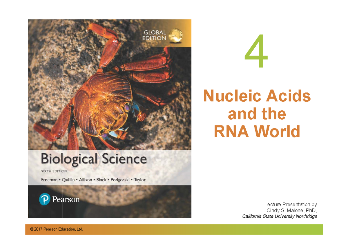Chapter 04 - Nucleic Acids and RNA World Lecture Notes (CSUN) - Studocu