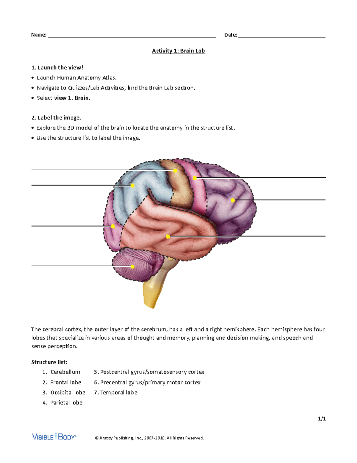 Brain Lab Activity 1 - Labeling & Structure Identification - Studocu