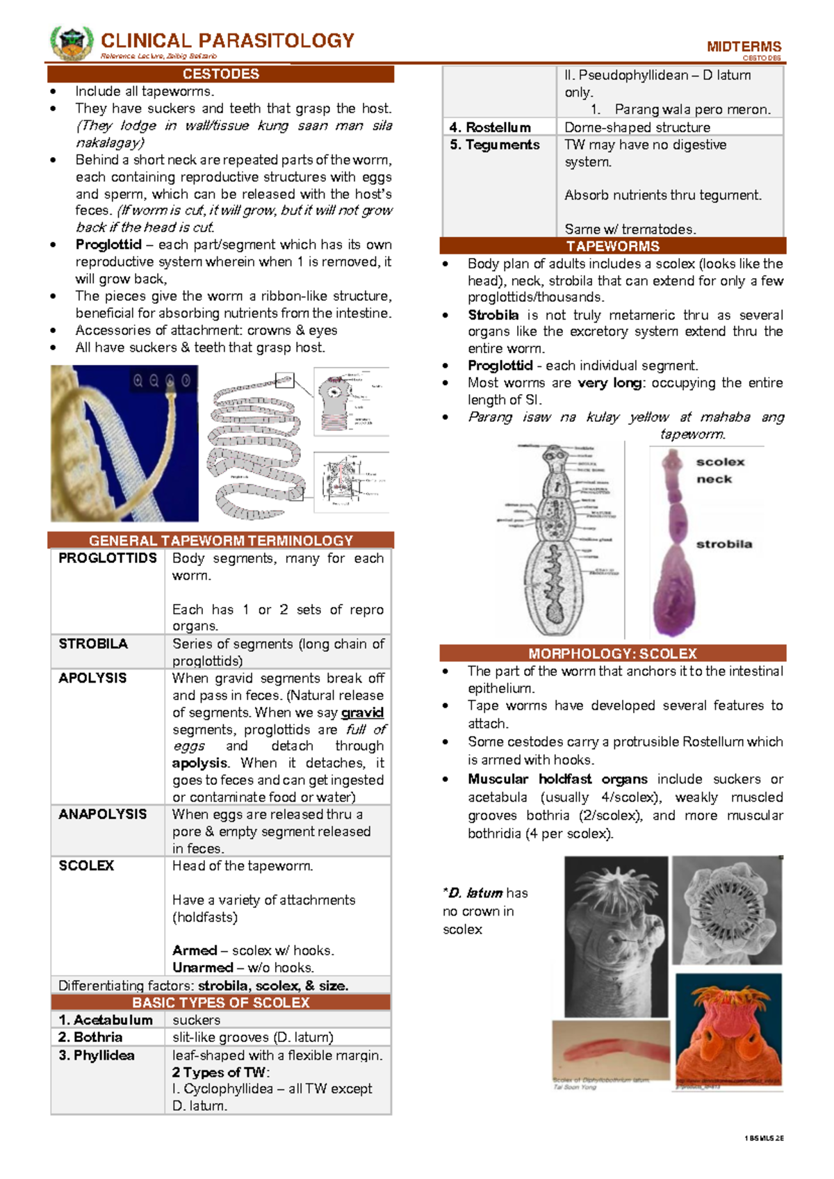 Cestodes 1 - Midterm Lecture Notes (Ces1) on Tapeworms - Studocu