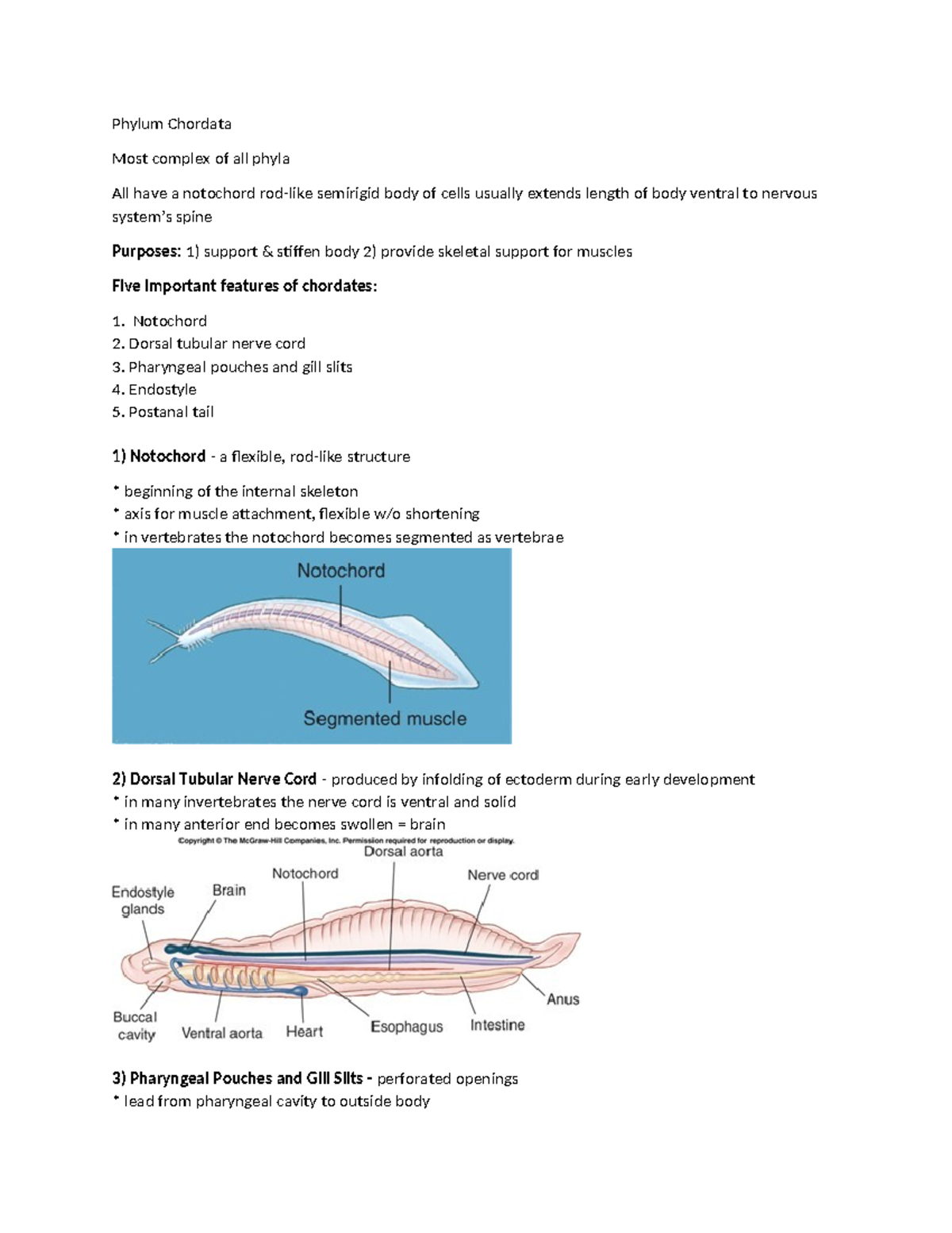 Phylum Chordata: Key Features and Classification Overview - Studocu