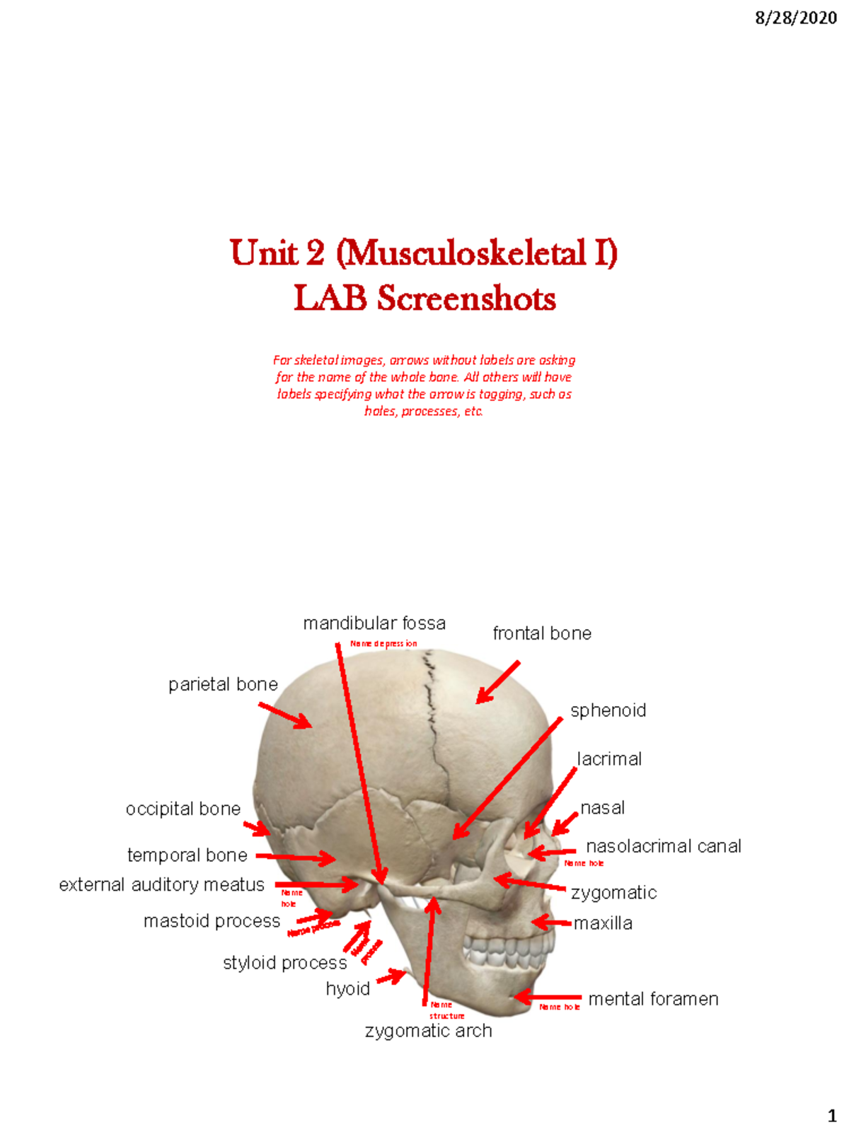 Unit 2 LAB: Skeletal Structure Identification and Images Guide - Studocu