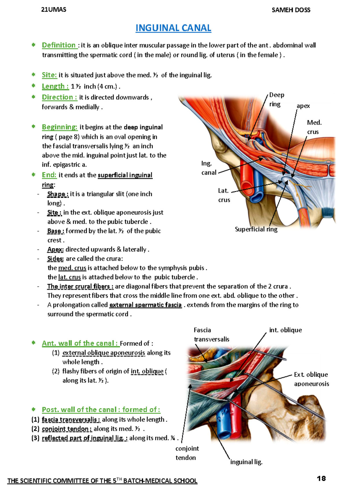Inguinal Canal Anatomy Ppt