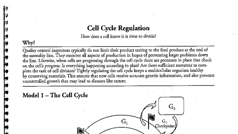 Cell Cycle Regulation: Understanding Checkpoints and Control - Studocu
