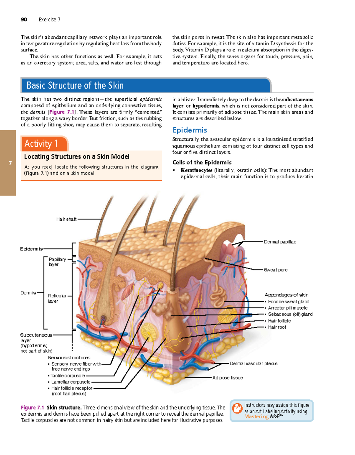 Integumentary System Overview: Skin, Hair, and Nails - A&P 0 - Studocu