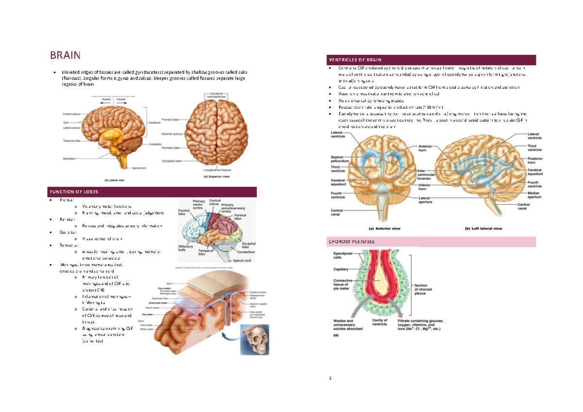 Brain Ventricles and CSF Functions - Studocu