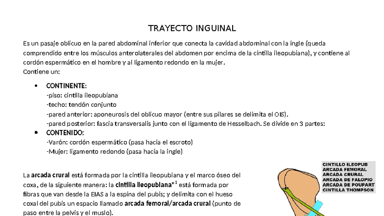TRAYECTO INGUINAL: Anatomía y Estructuras Clave - Studocu