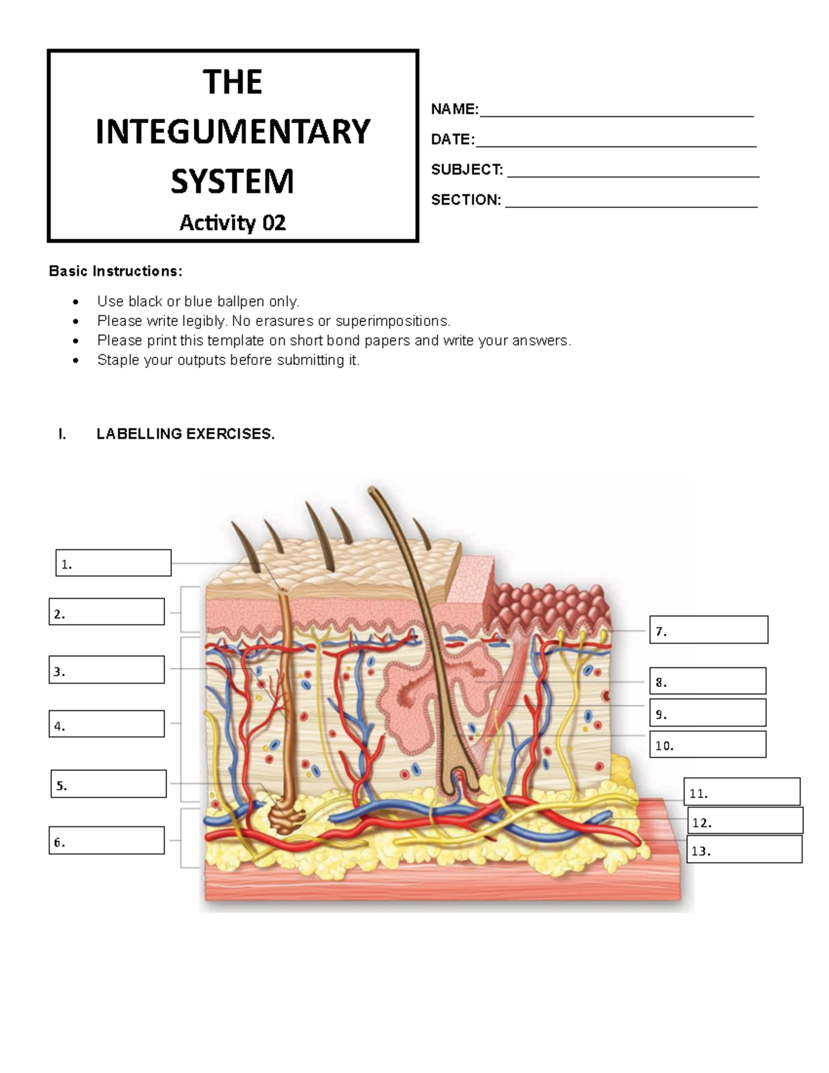 Integumentary System Activity 03 - Labelling & Abbreviation Exercises ...