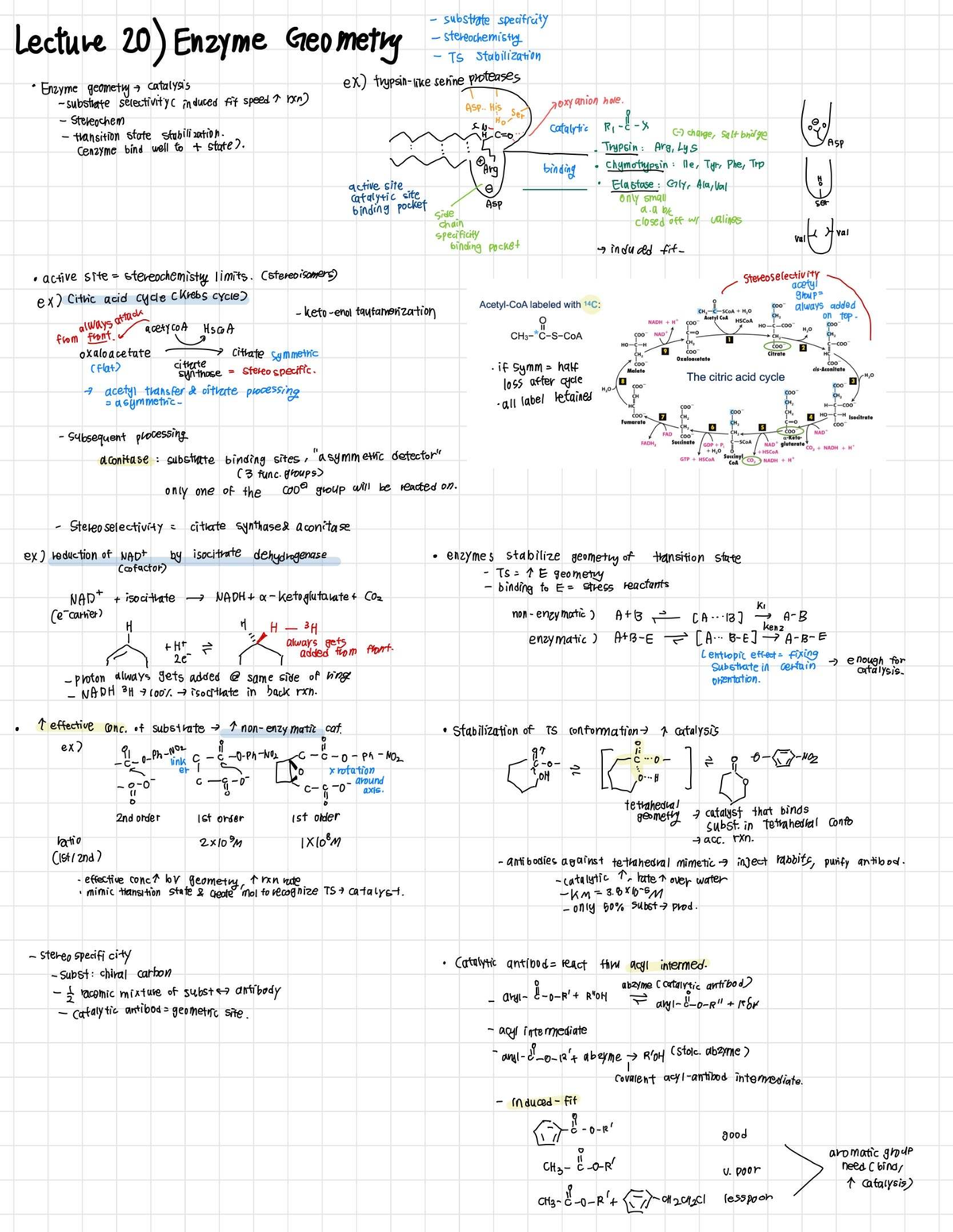 Notes-11 - Notes - substrate specificity Lecture 20) Enzyme Geometry ...