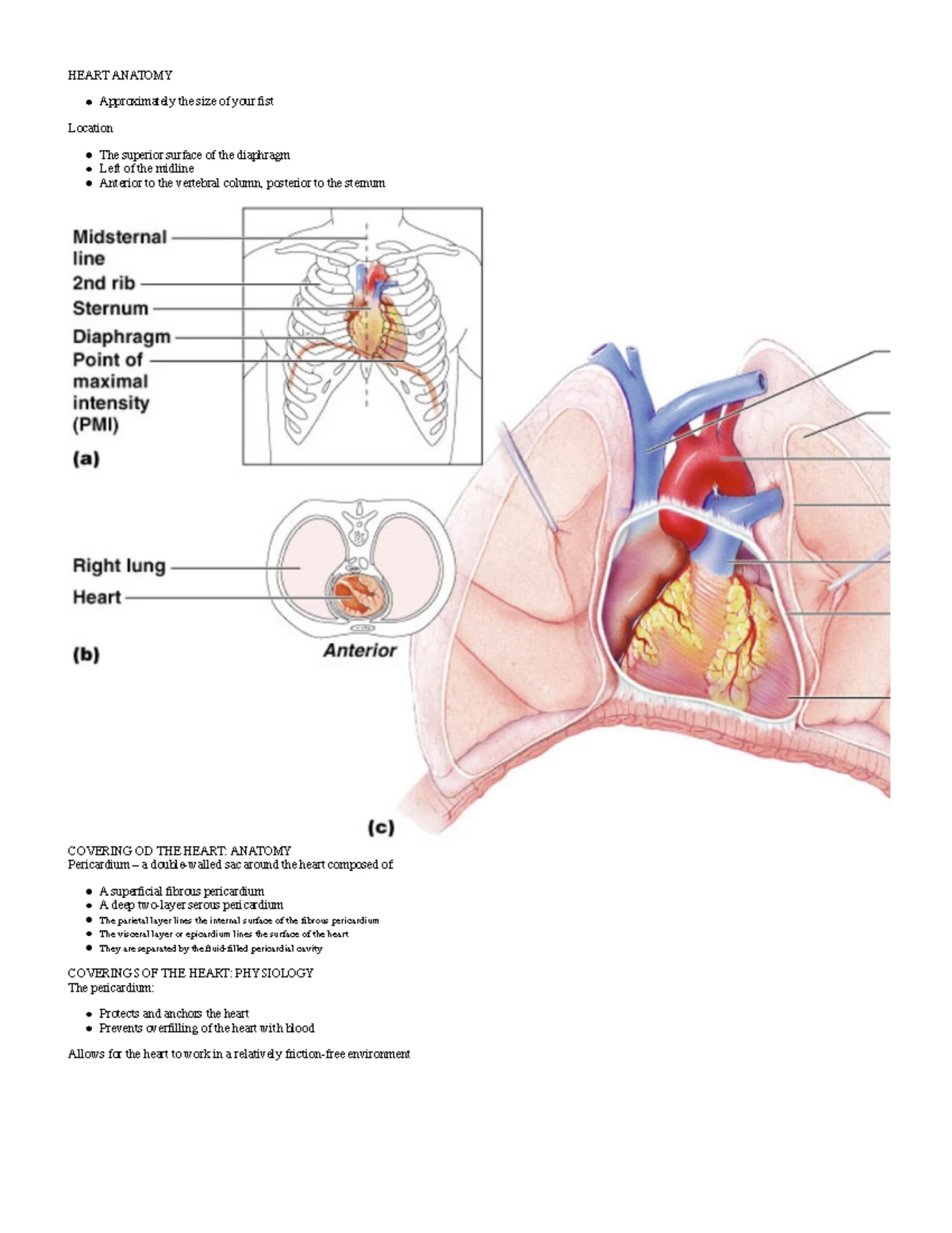 Cardiodynamics (BIO-301): Exploring Heart Function & Efficiency - Studocu