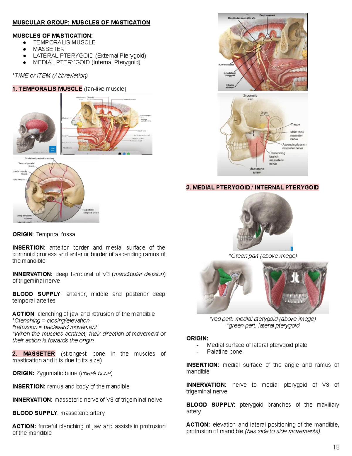 Oral Physiology and Occclusion notes - Midterms - MUSCULAR GROUP ...