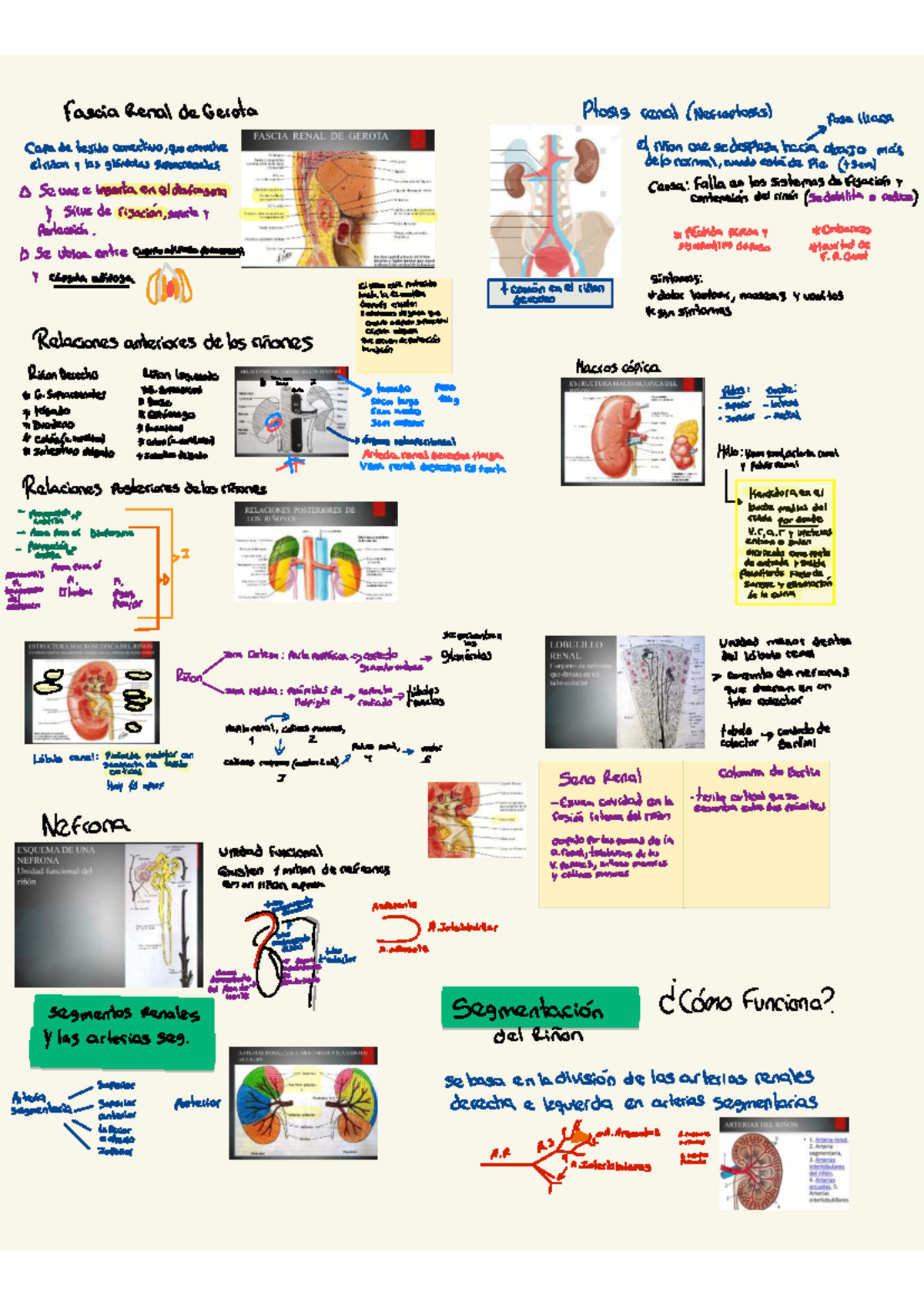 Notas de Histología: Fascia Renal de Gerota y Nefroptosis - Studocu