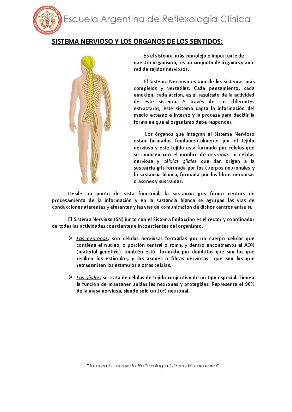 Sistema Nervioso y Órganos de los Sentidos - Reflexología Clínica 2019 ...