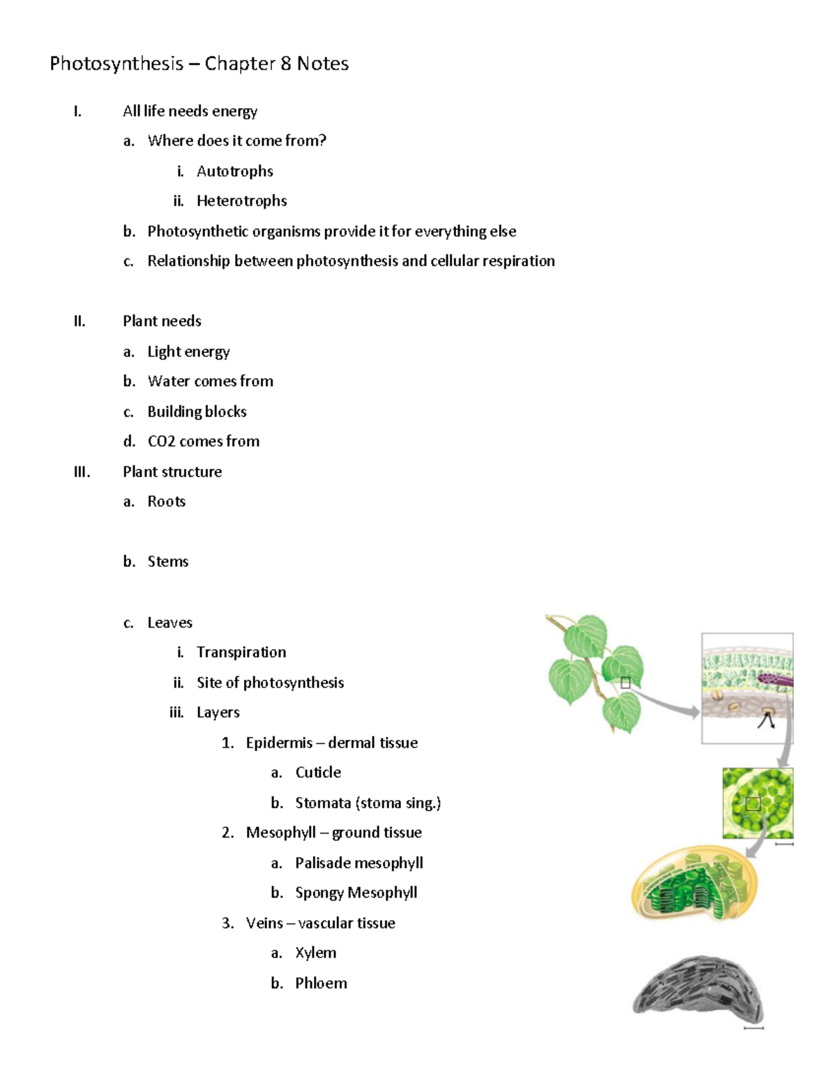 Photosynthesis Chapter 8 Study Notes - Studocu