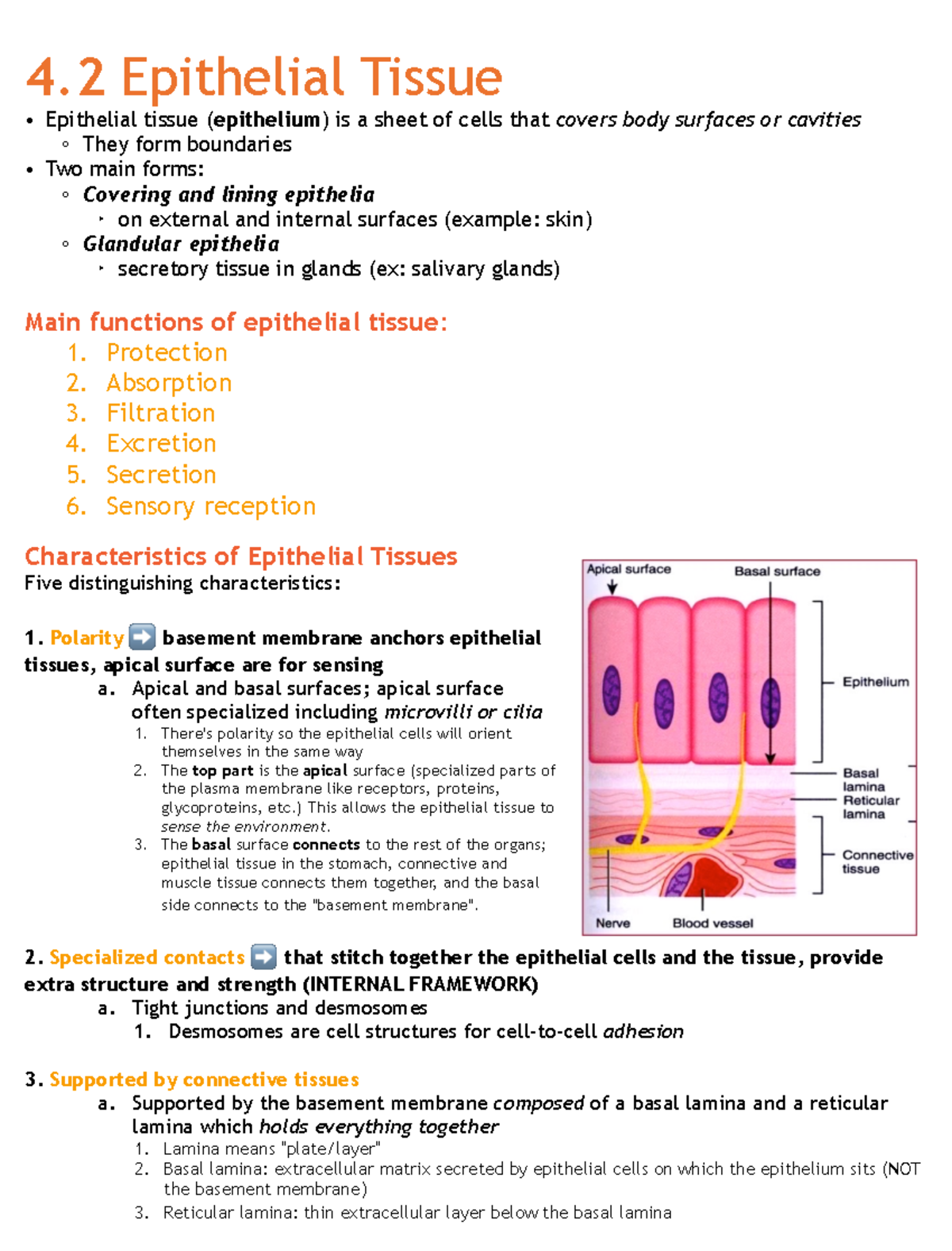 What Is The Basal Surface Of Epithelial Tissue