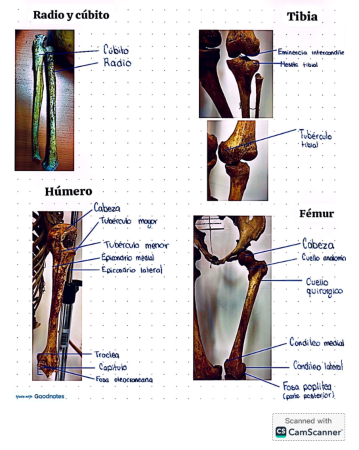 Anatomia Radio Cubito Tibia Femur Humero - Radio y cúbito Tibia Cubito ...