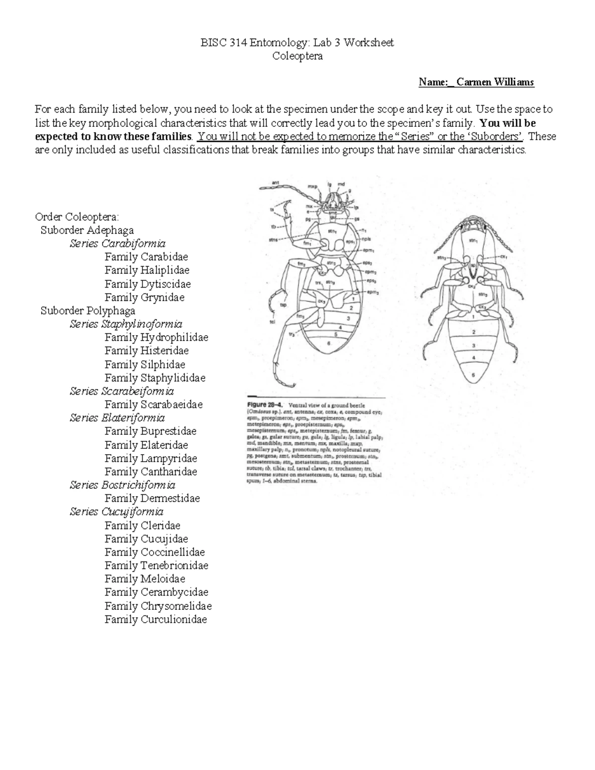 Lab 2 orders worksheet - BISC 314 Entomology: Lab 2 Worksheet Insect ...