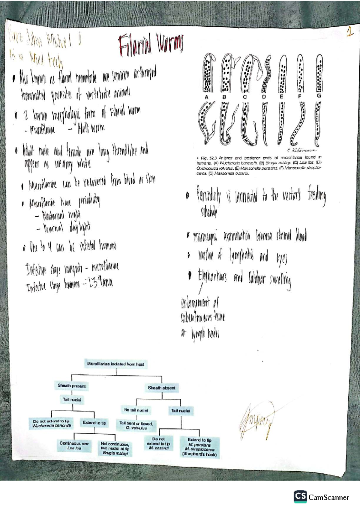 Filarial Worms Overview - Parasitology CS 1 Final Exam Notes - Studocu