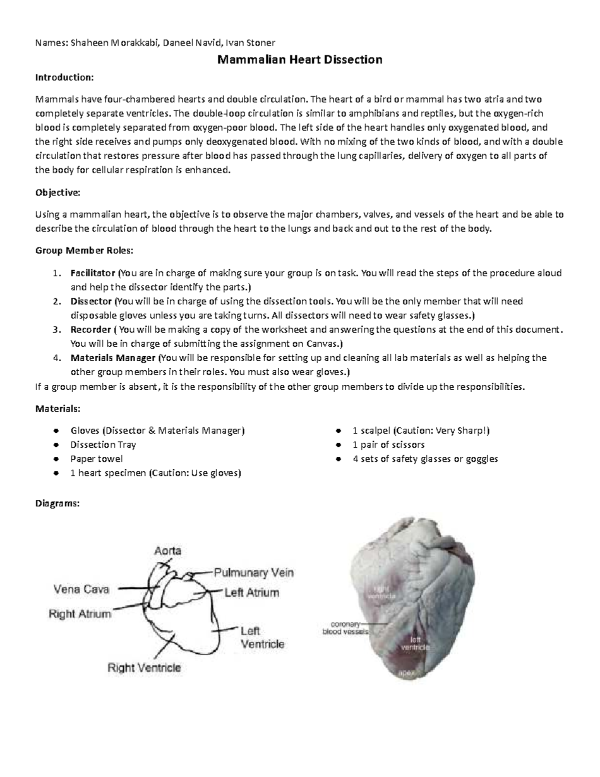 Heart Dissection Lab Report NCIE Studocu