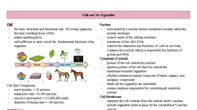 Cell and Its Organelles: Structure, Function, and Comparison - Studocu