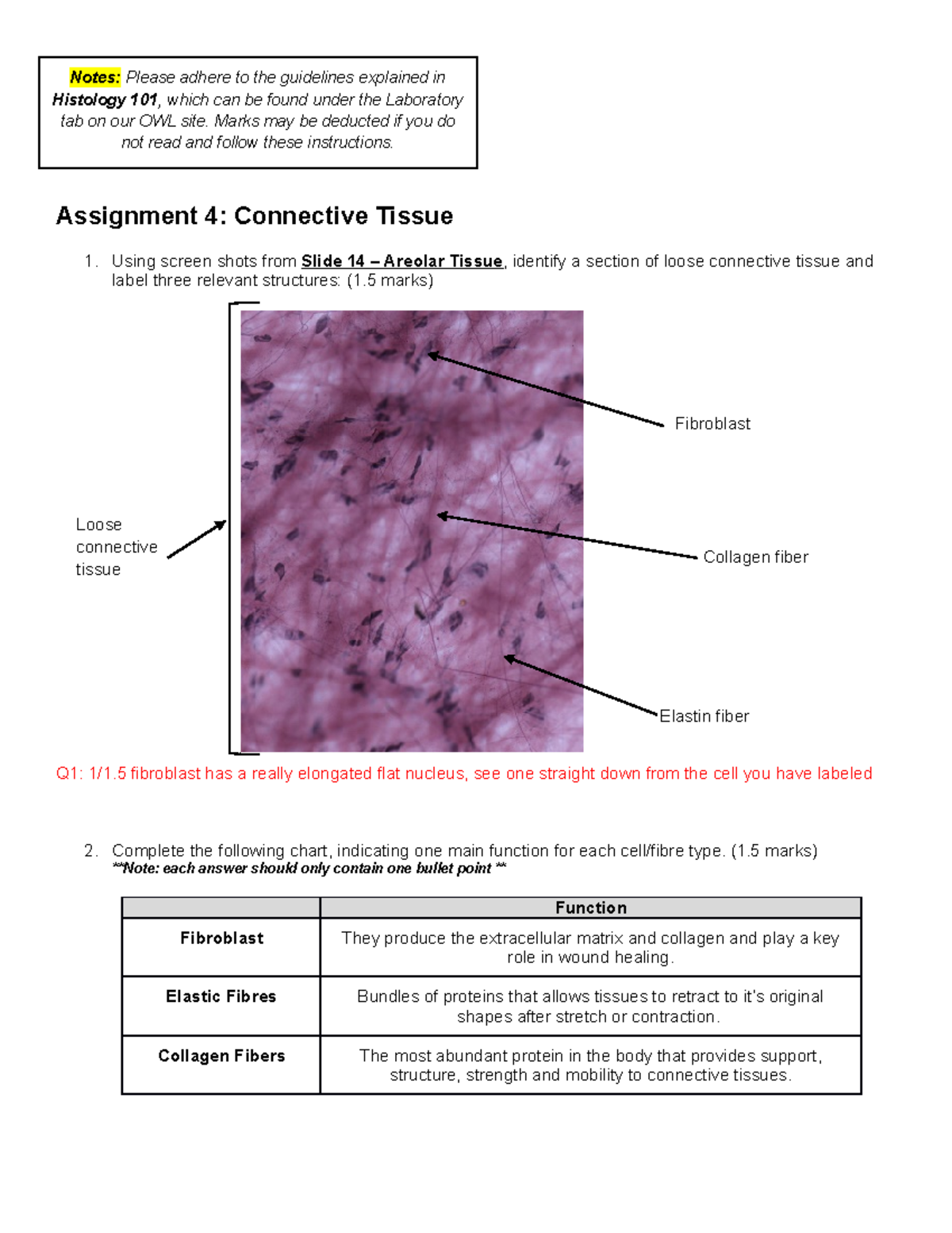 Elastic Fiber Assignment Point Determination Of The Complete