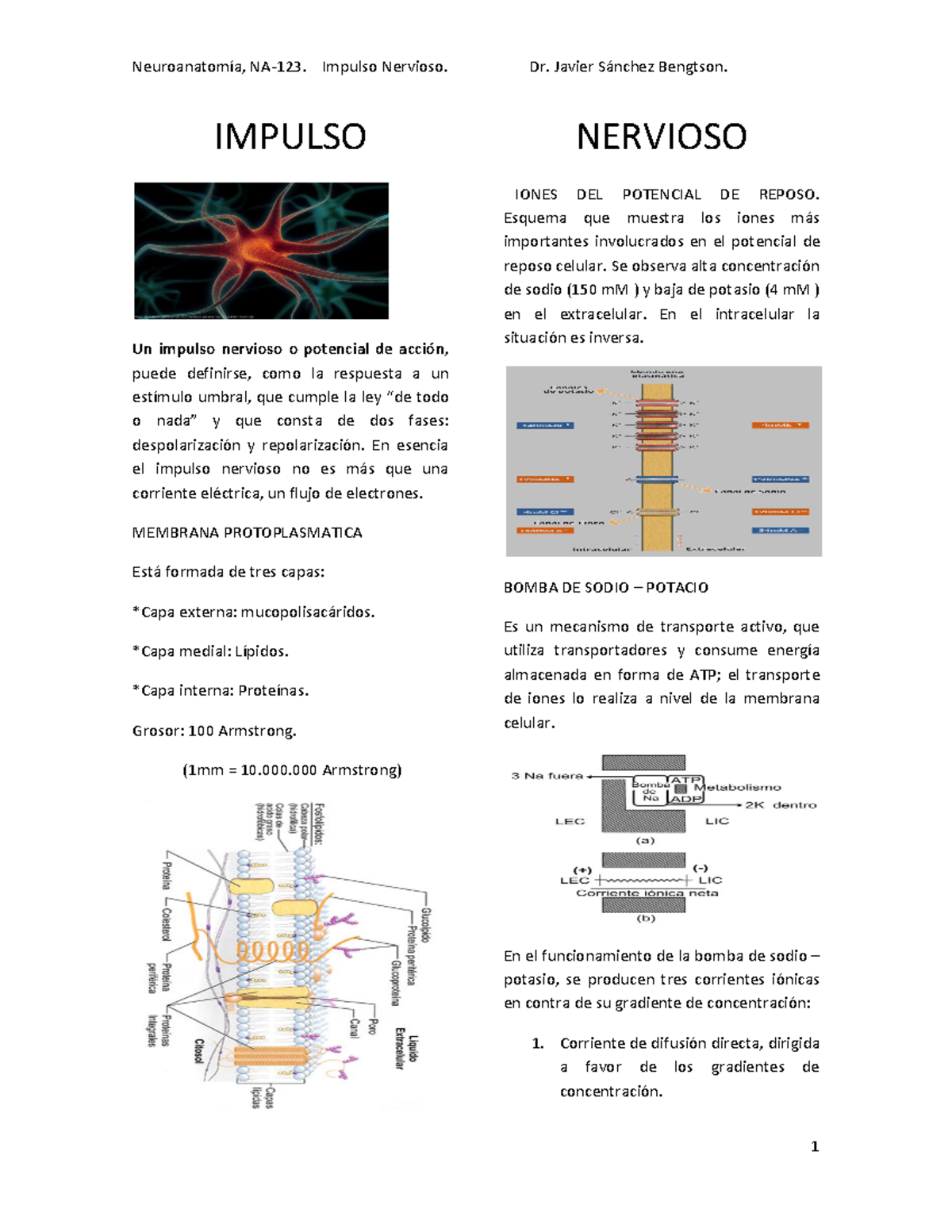Tema 7: Impulso Nervioso y Potencial de Acción en Neuronas - Studocu