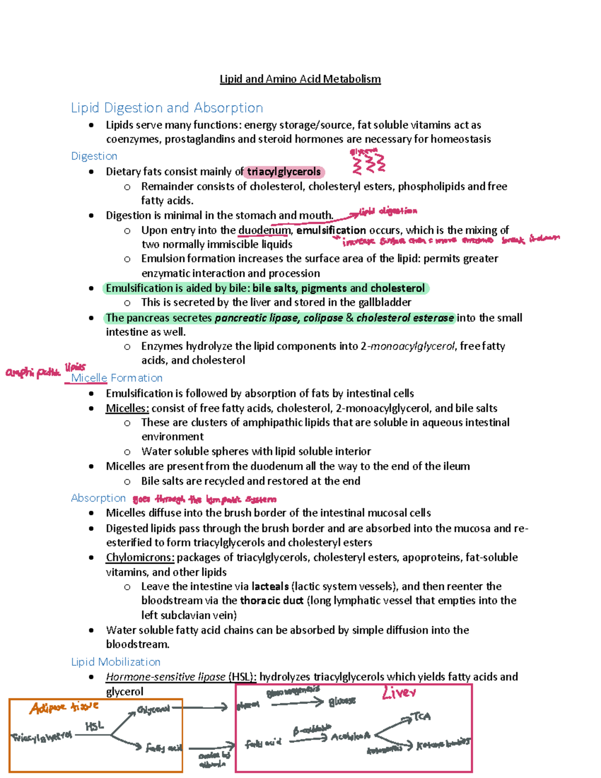 Copy of 11-Lipid and Amino Acid Metabolism - Lipid and Amino Acid ...