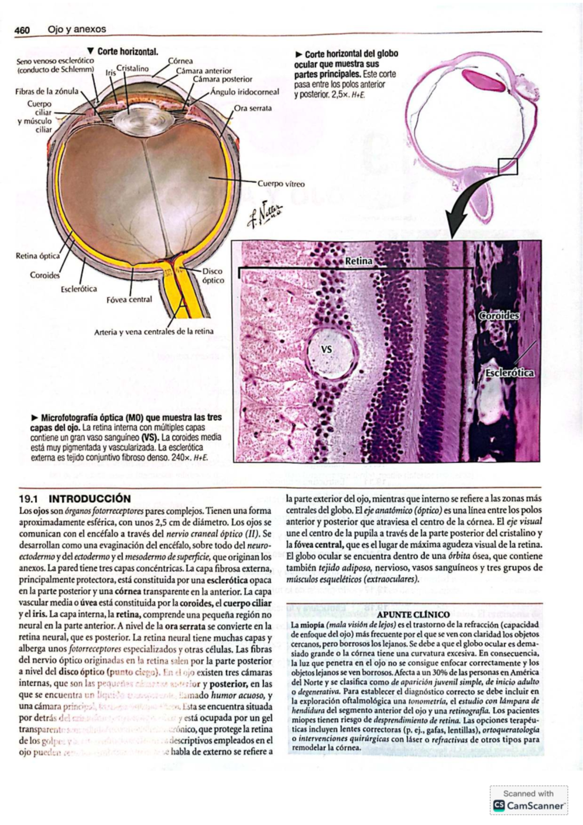 Histología del Ojo: Estructura y Función del Sistema Visual (460) - Studocu