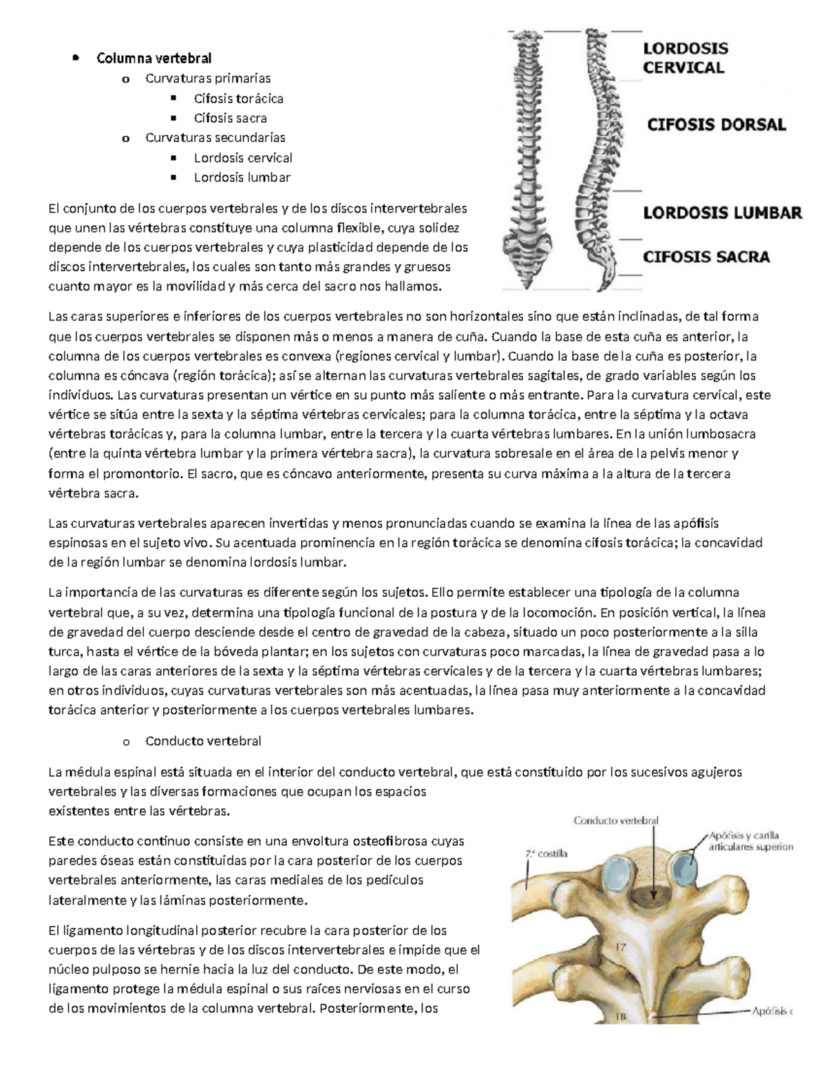 Estudio de la Columna Vertebral: Curvaturas y Estructura (Anatomía ...