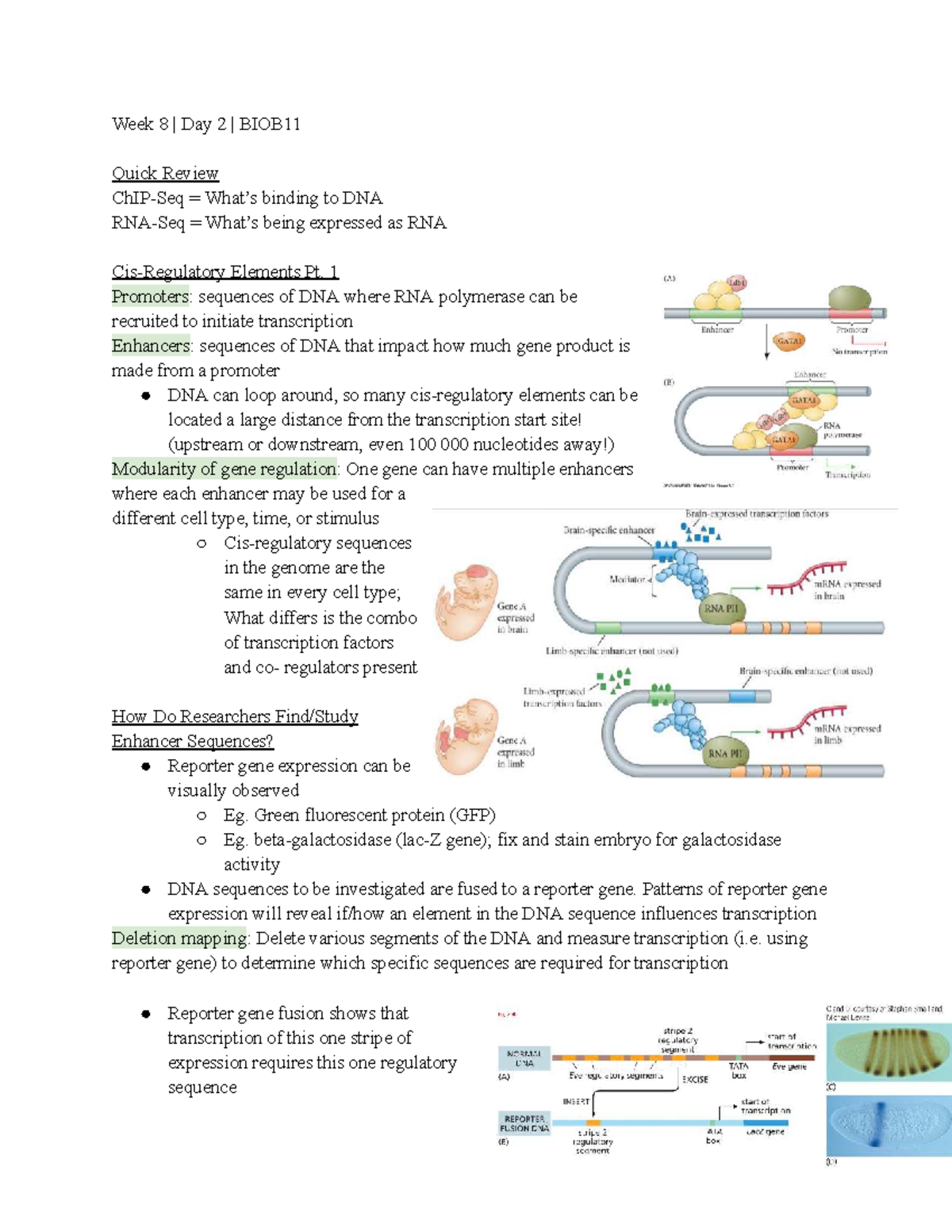 Week 8 Day 2 BIOB11 Lecture Notes on Gene Regulation and Transcription ...
