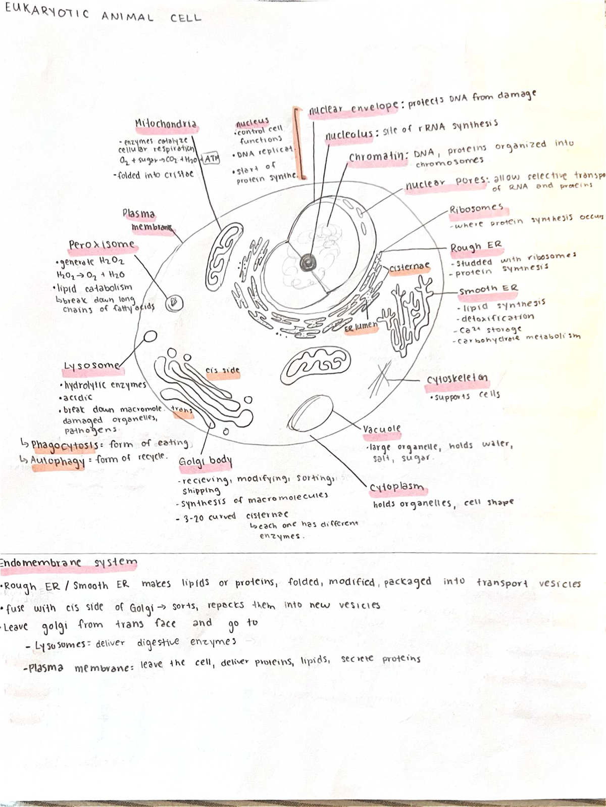 EUKARYOTIC ANIMAL CELL: Structure, Functions, and Organelles Overview ...