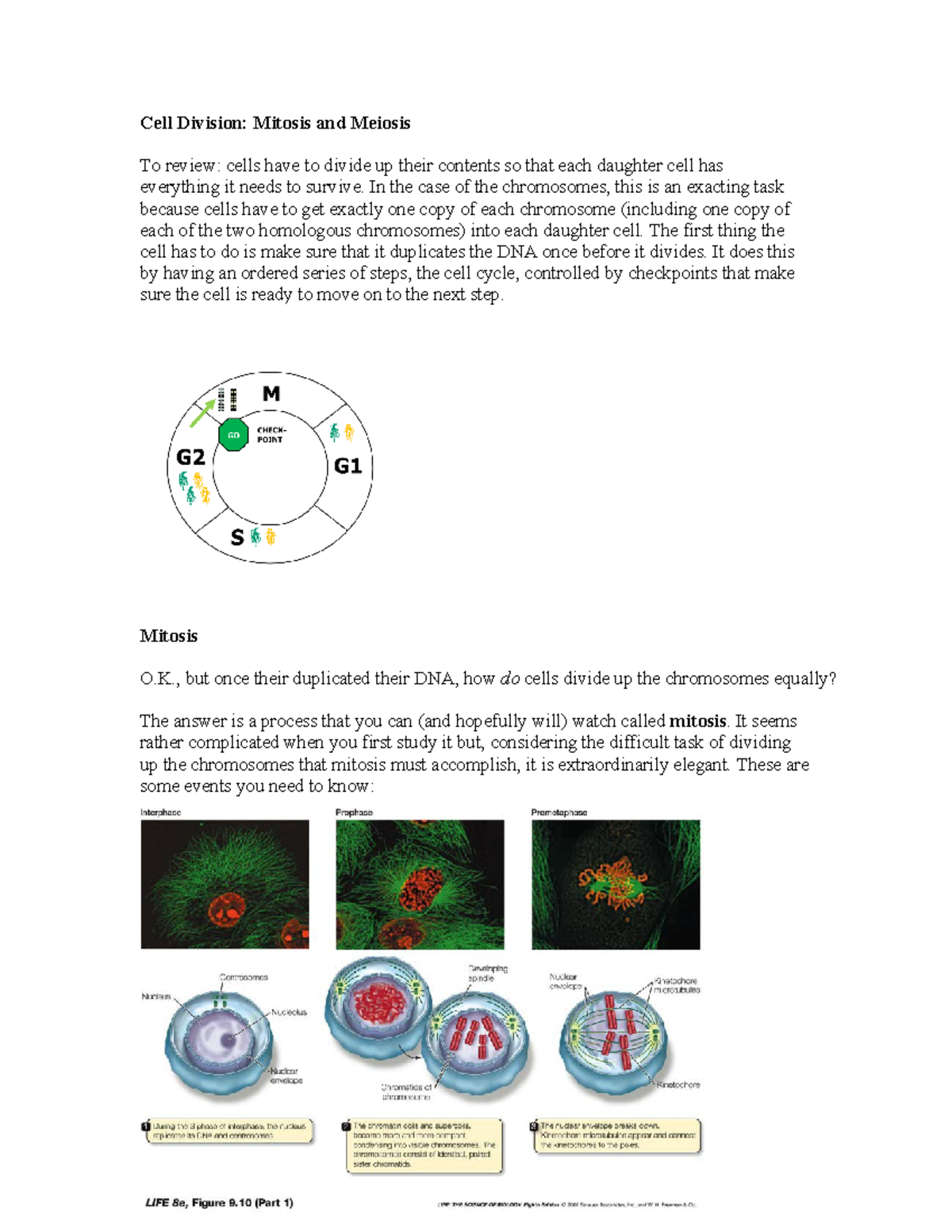 Cell Division: Mitosis and Meiosis Overview - Studocu