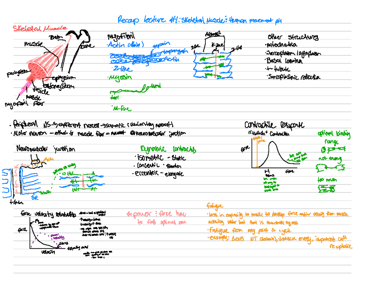 Exercise physiology - Recap Lecture # : Skeletal Muscle : Human ...