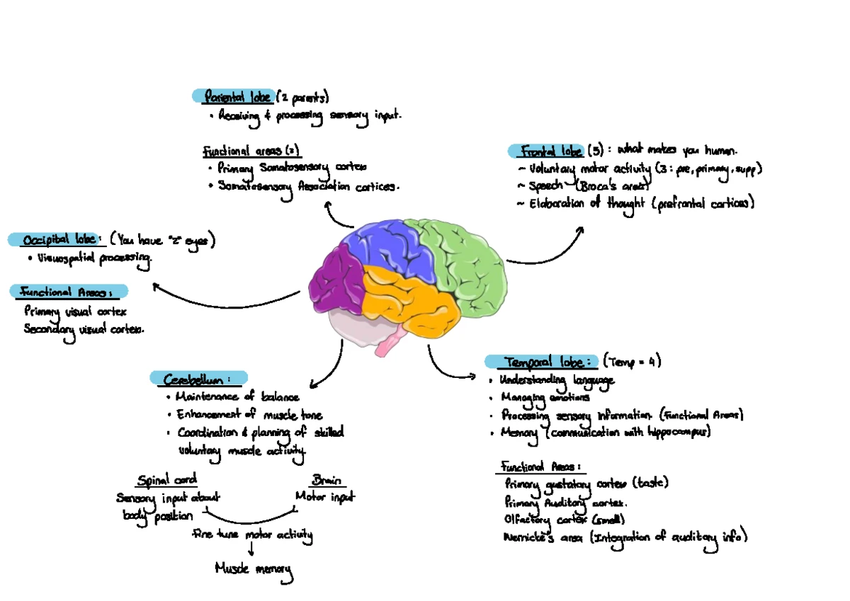 Cranial Nerves Overview: Functions & Types (BIOL 101) - Studocu