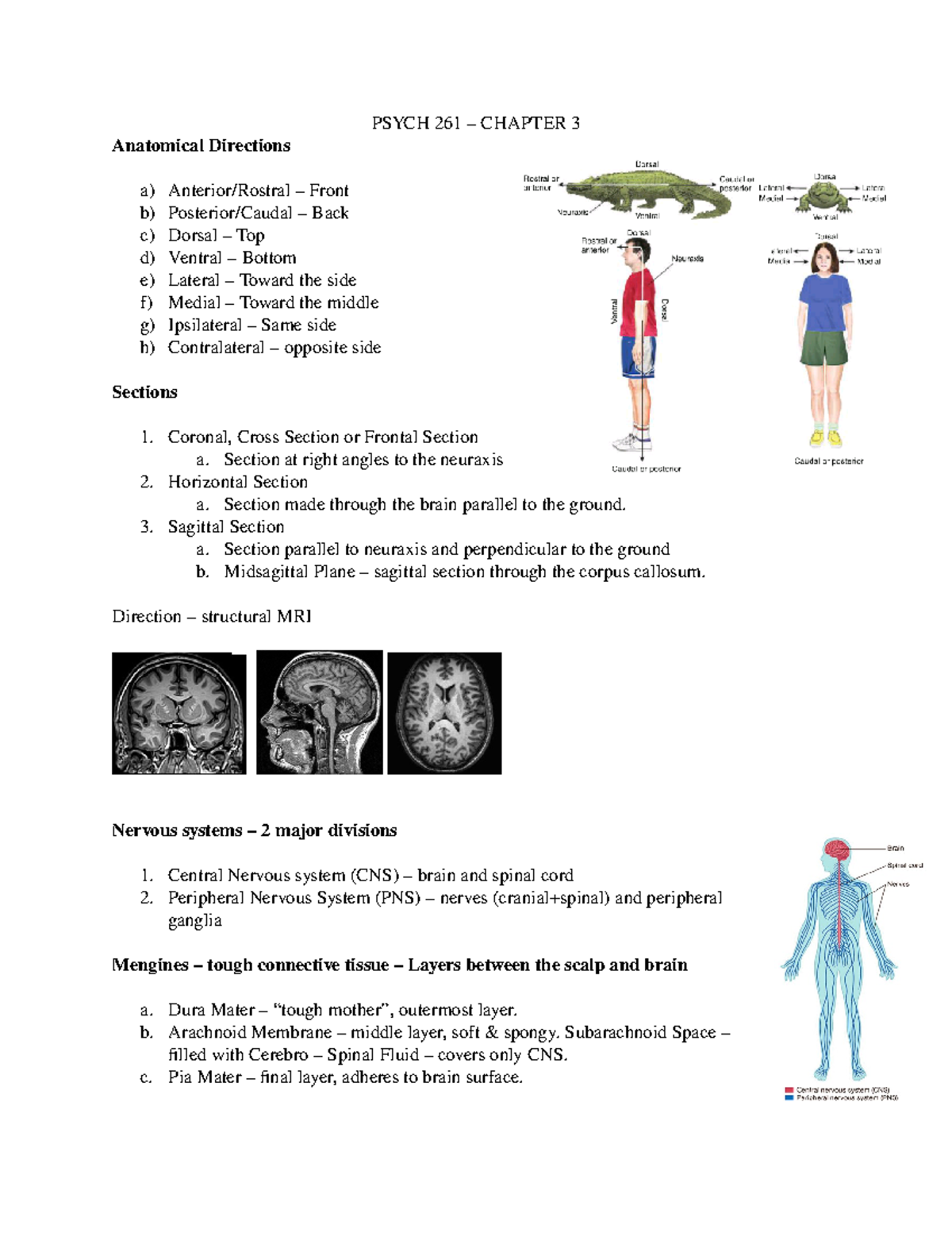 Psych 261 - Chapter 3 - Lecture Notes on Brain Anatomy and Function ...