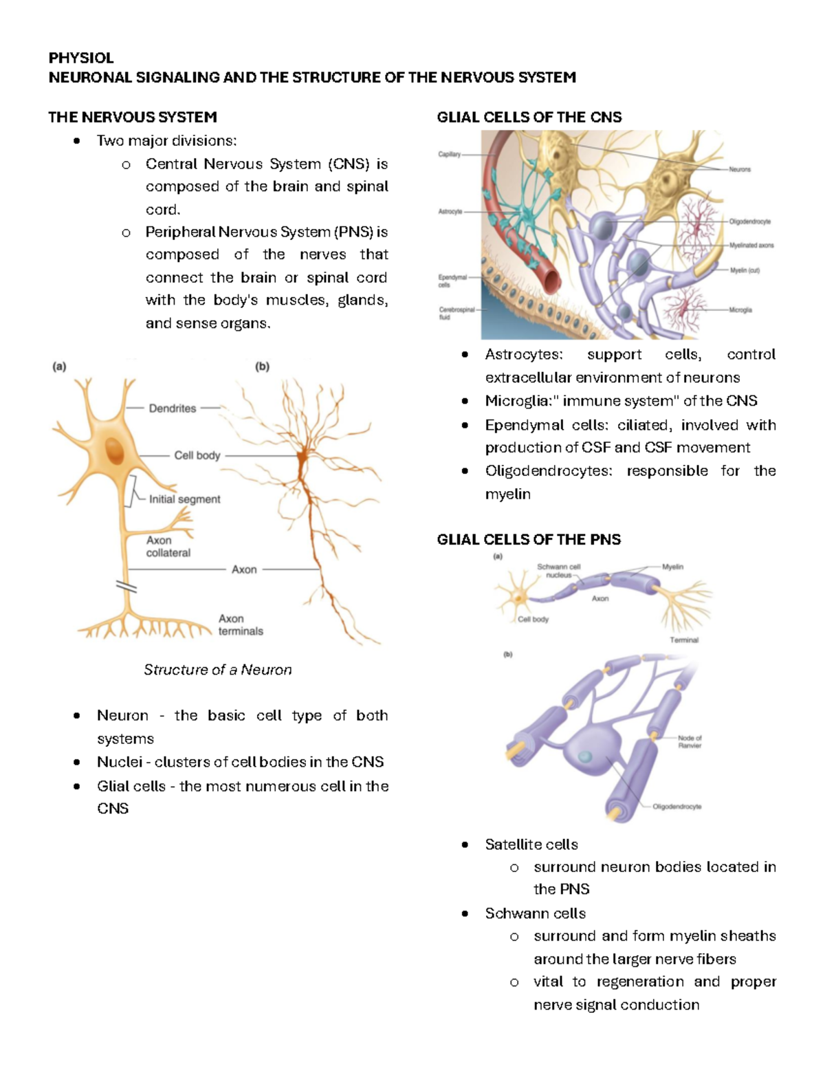 Photo inspiration: Gallery Detail: Physiol 101 Neuronal Signaling Nervous System Structure Overview