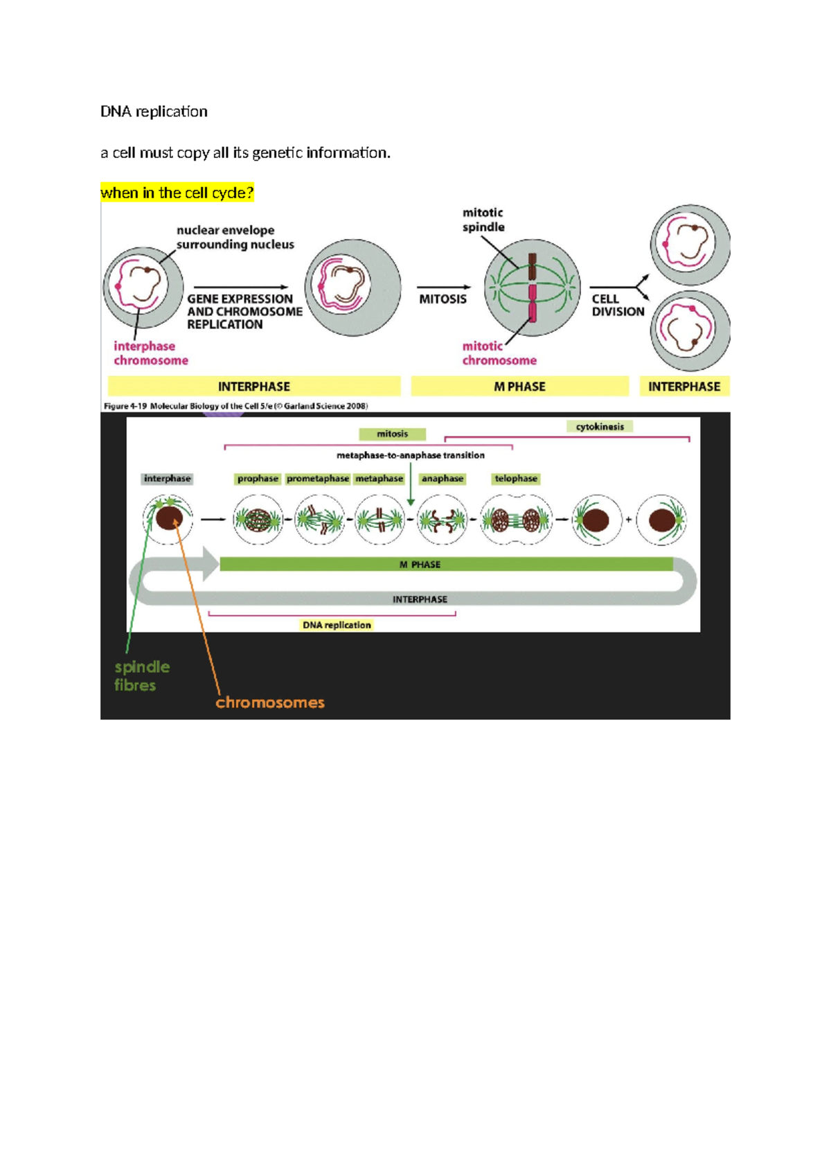 DNA replication - when in the cell cycle? an experiment was done for ...