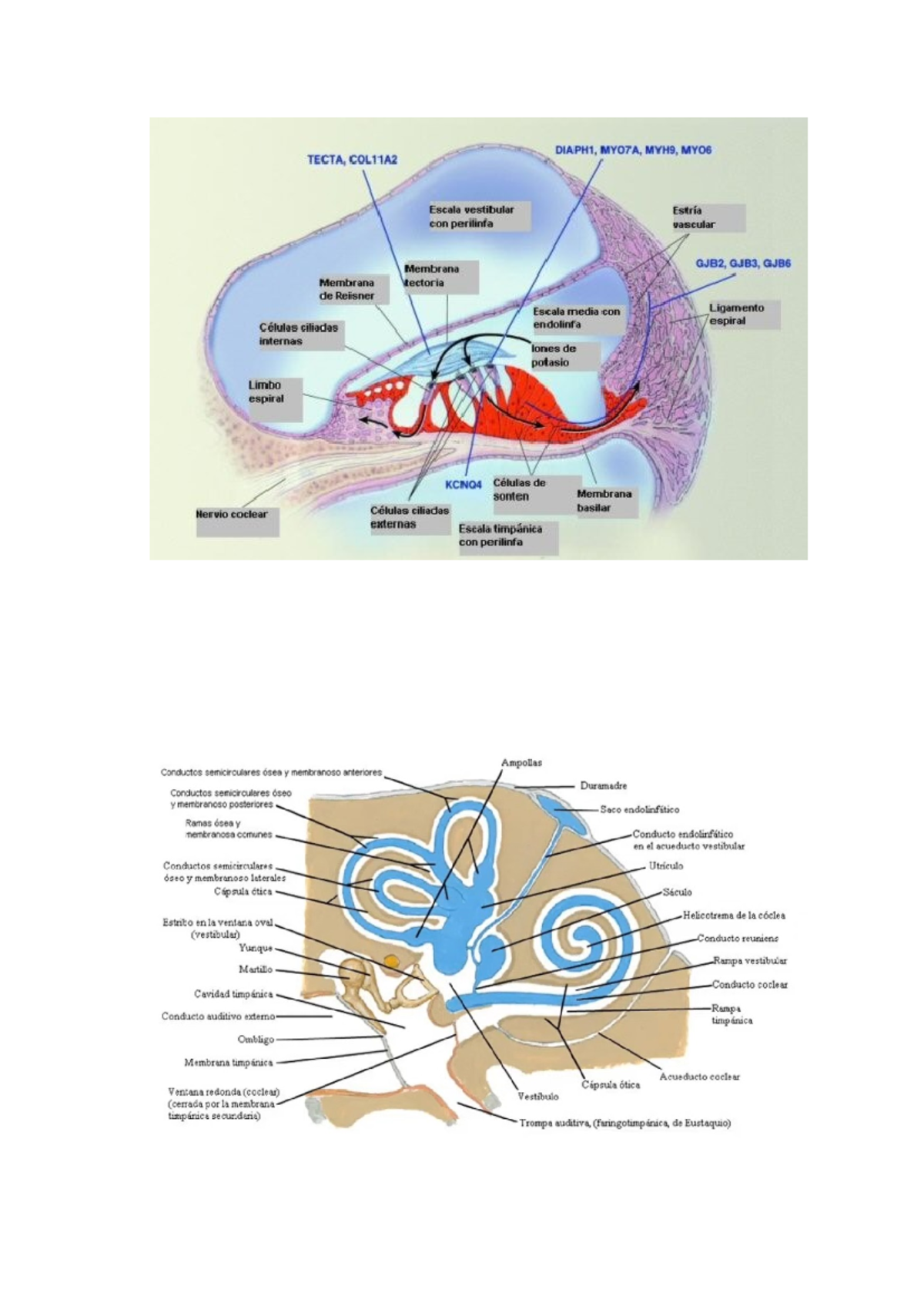 Anatomy and Function of Cochlear Structures: DIAPH1 & Related Genes ...