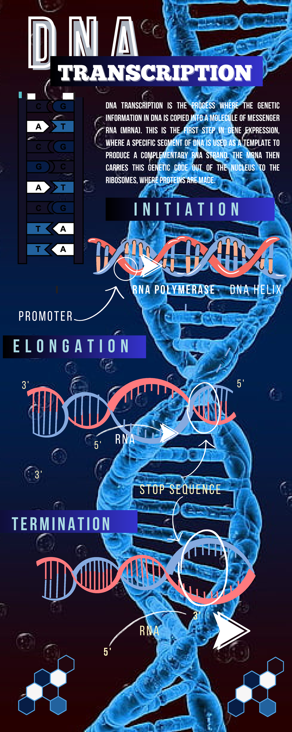 DNA Transcription & Translation: Key Concepts Infographic - Studocu