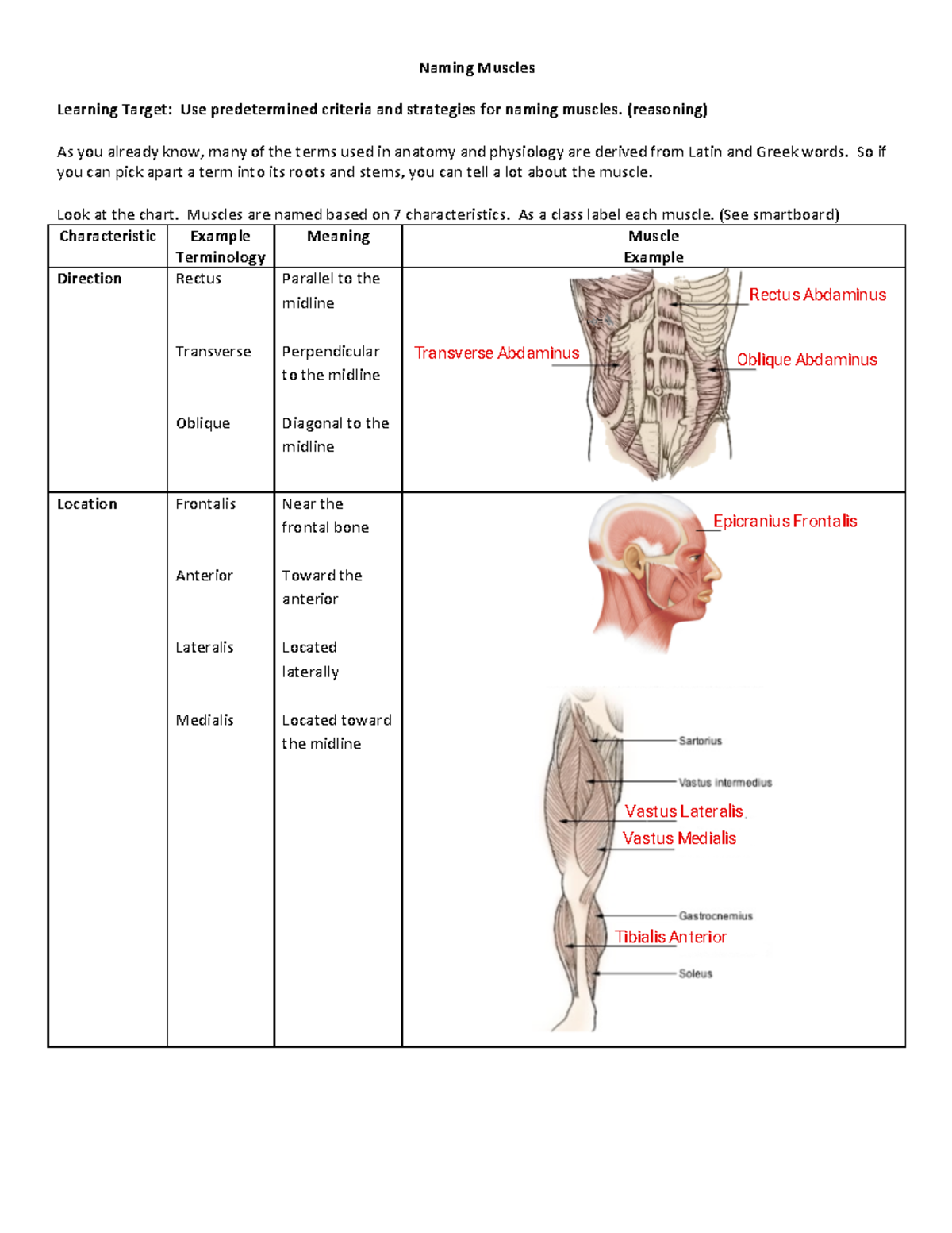 Naming Muscles: Strategies & Characteristics for Anatomy Course (A&P ...