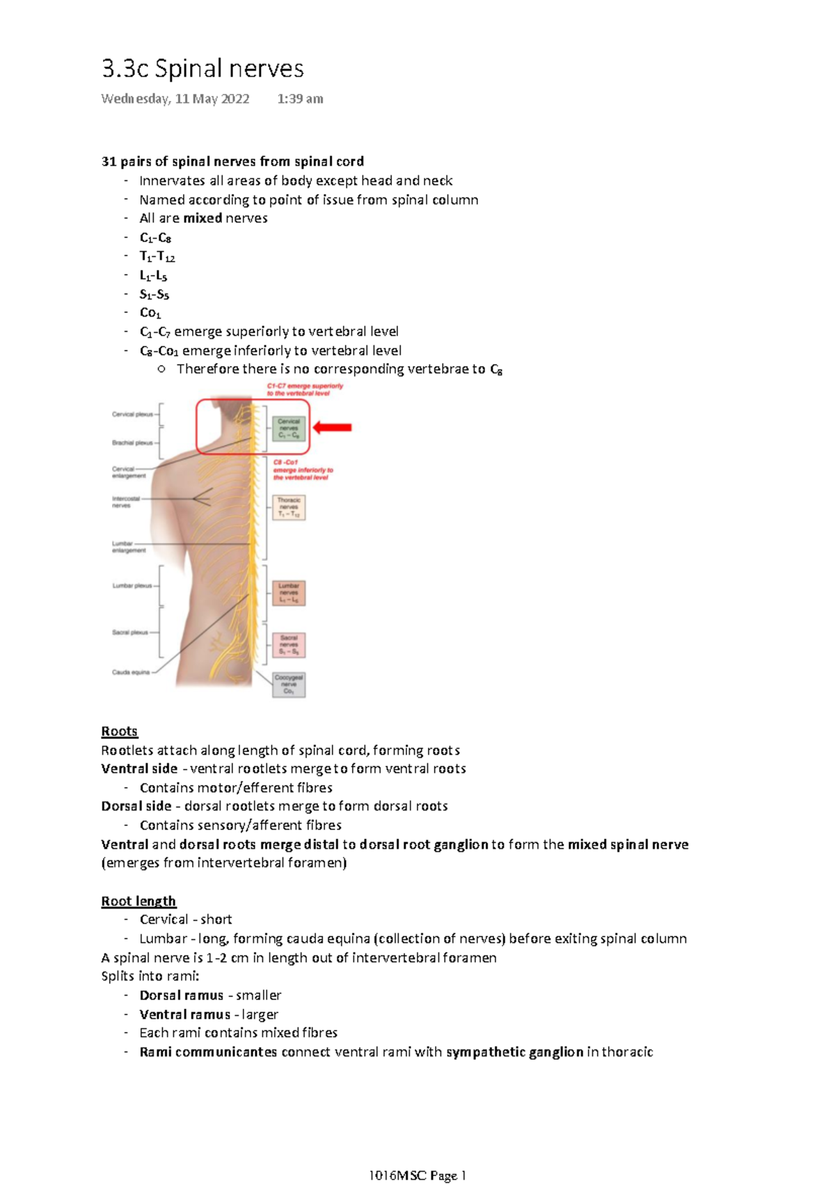 3.3c Spinal nerves - 31 pairs of spinal nerves from spinal cord ...