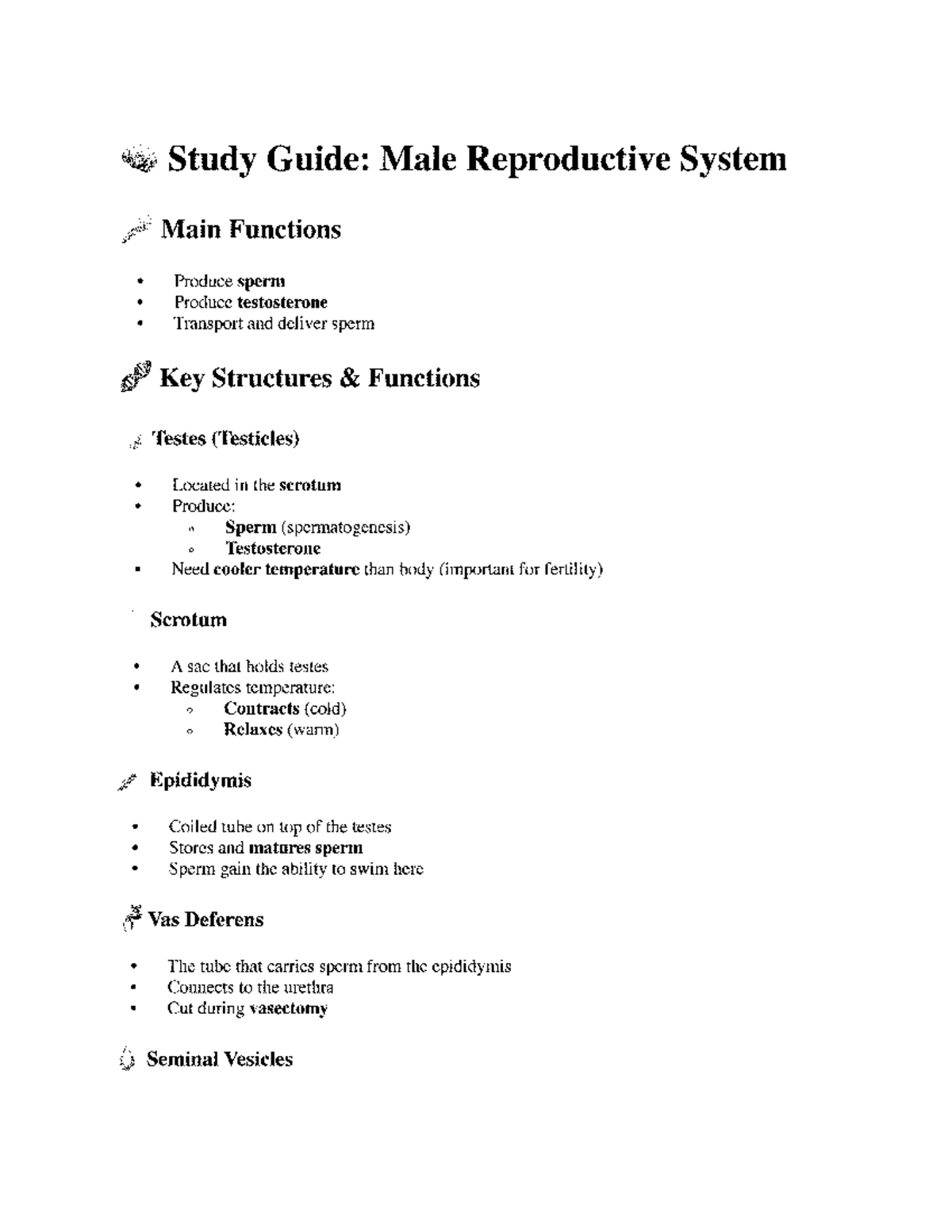 Study Guide: Male Reproductive System (BIO 101) - Studocu
