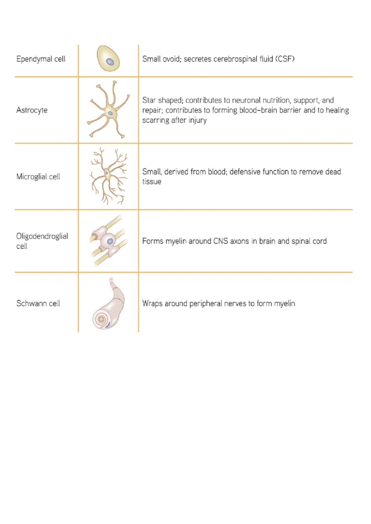 Glial Cells Overview: Functions and Contributions to CNS Health - Studocu