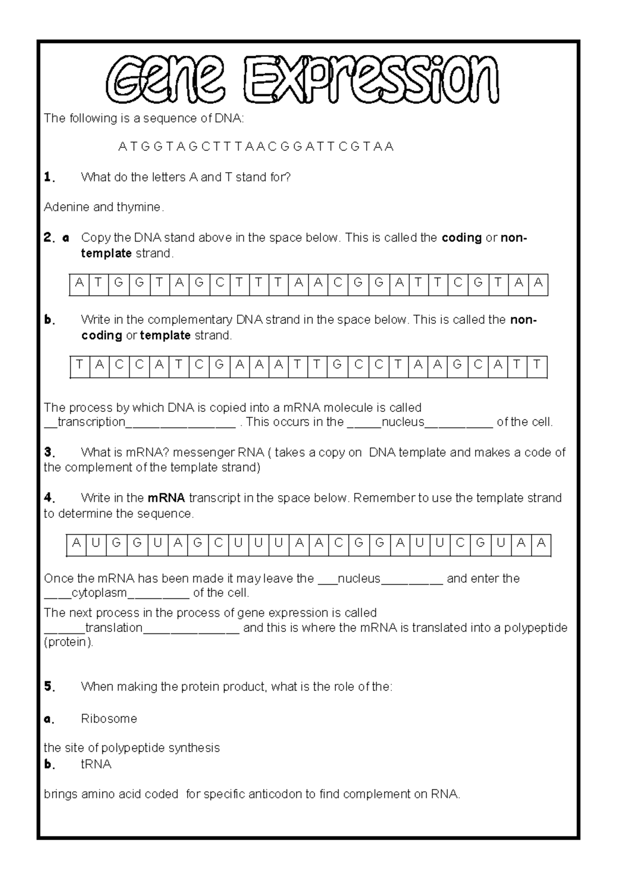 Gene Expression Worksheet: DNA to mRNA Process - Studocu