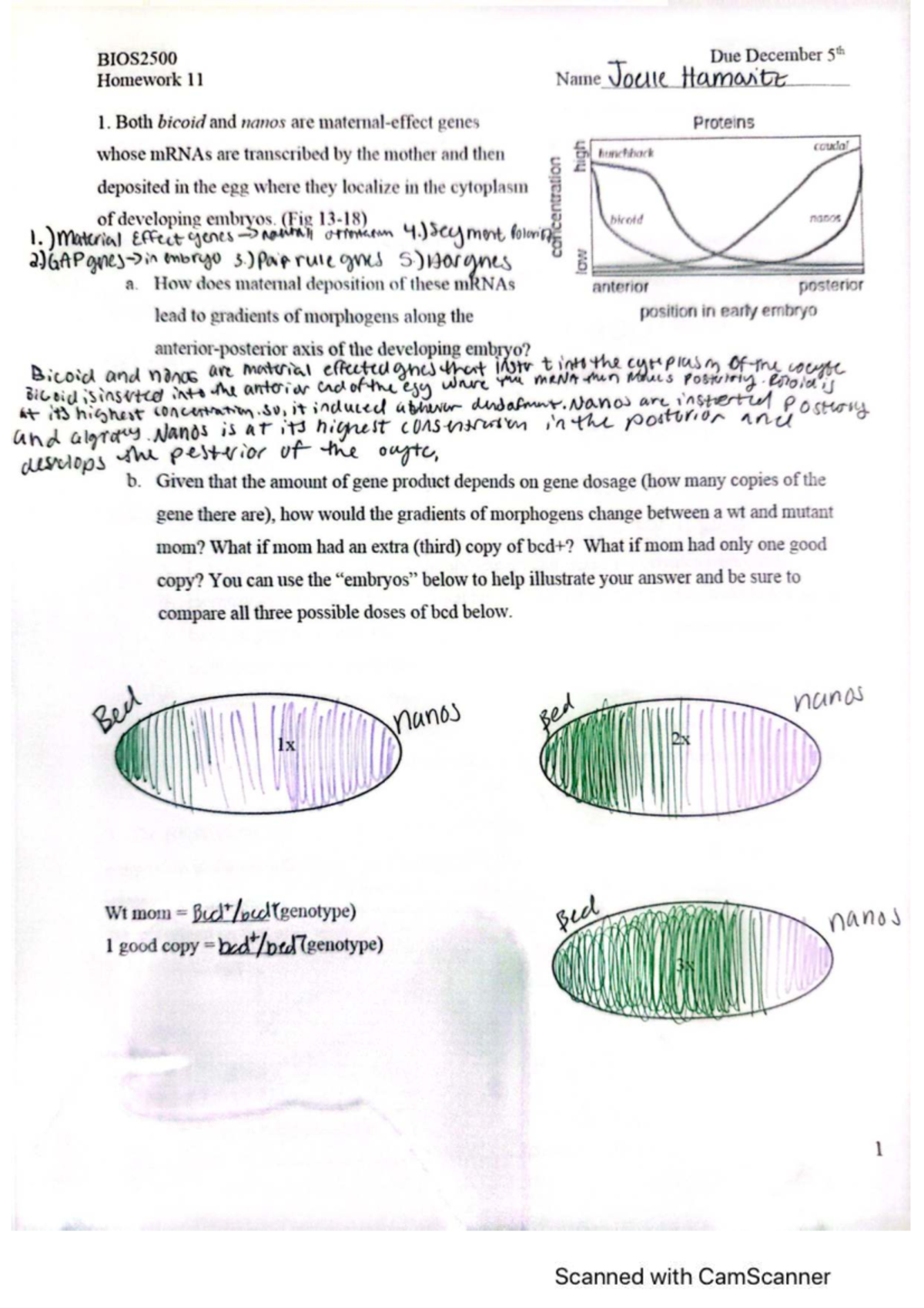 BIOS2500 Final Exam Homework 11: Drosophila Gene Mutations and ...