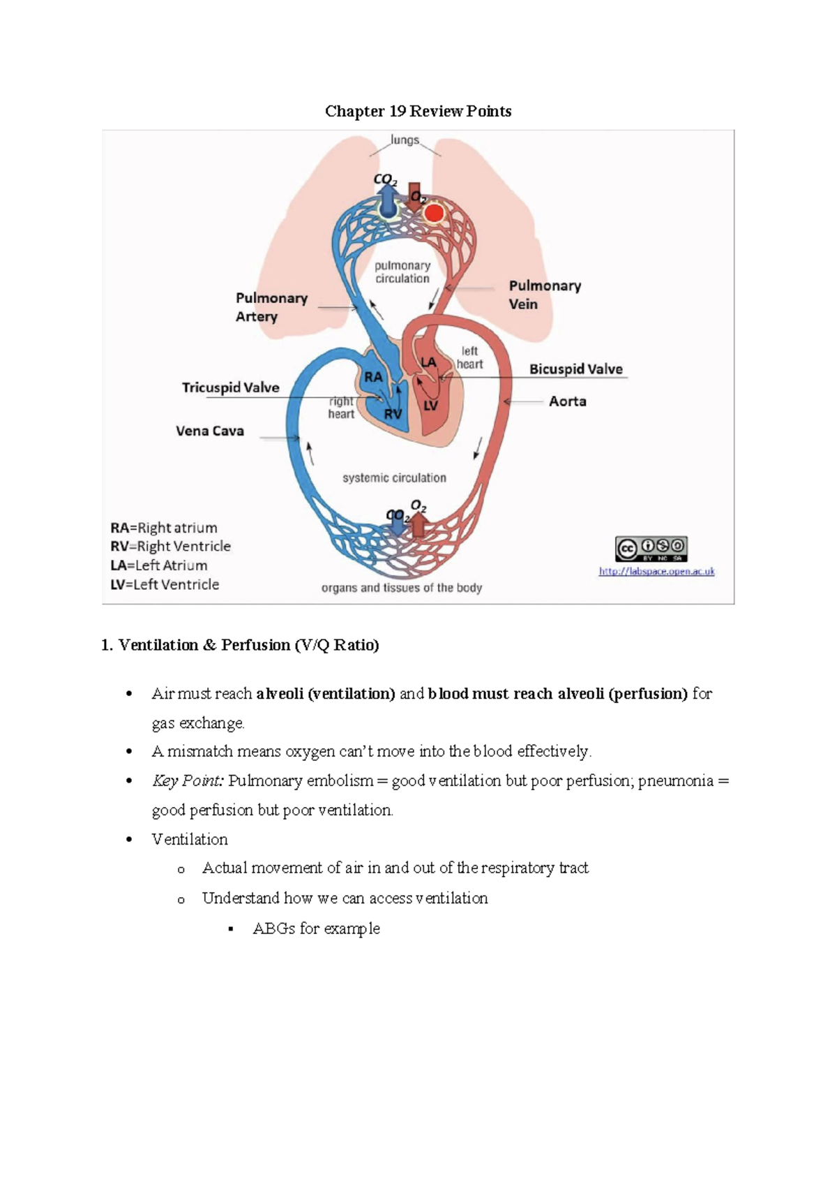 Chapter 19 & 20 Review Points: Ventilation, Perfusion, and Respiratory ...